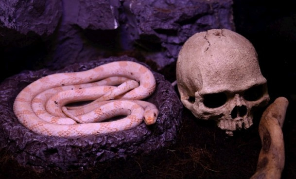 Bu evde her sürüngen var - Resim: 3