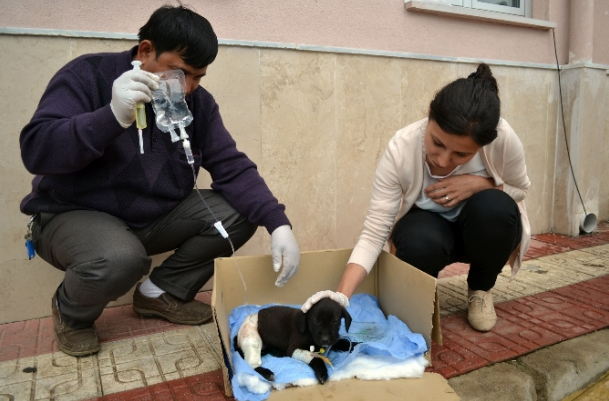 Kediler yavru köpeği böyle yaraladı - Resim: 4