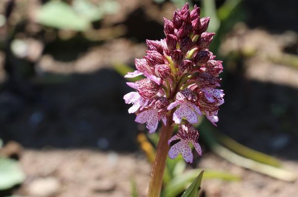Samsun'da yetiştirilen Salep Orkidesi'nin kilosu dudak uçuklattı! - Resim: 4