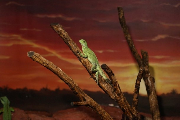 Bu evde her sürüngen var - Resim: 1