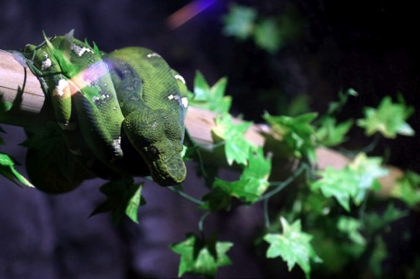 Bu evde her sürüngen var - Resim: 4