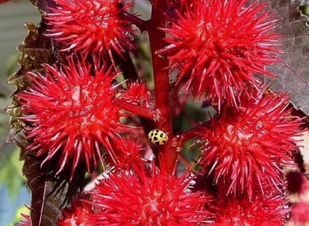 Bu bitkiler öldürüyor - Resim: 1