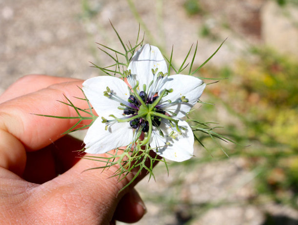 Mucizenin adı: Çörek otu! Nelere iyi gelmiyor ki... - Resim: 3