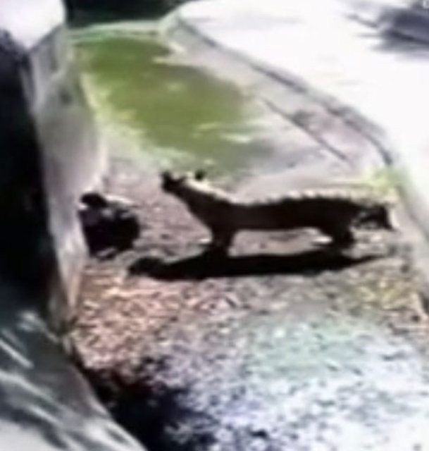 Genç adam kaplanın yuvasına girdi sonrası büyük vahşet - Resim: 1