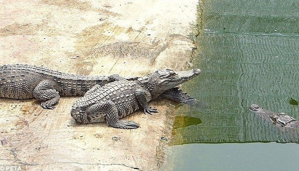 Timsahları canlı canlı katlettiler hem de bakın ne için! - Resim: 1