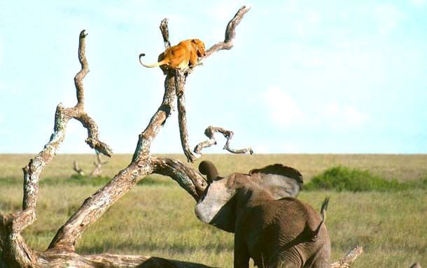 Filden kaçan aslan ağaca tırmandı - Resim: 2