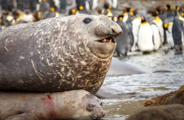 Deniz aslanlarının inanılmaz çiftleşme görüntüleri - Resim: 2