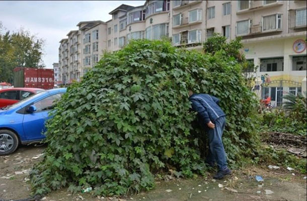 Çalılıkların arasından çıkan şok etti - Resim: 1