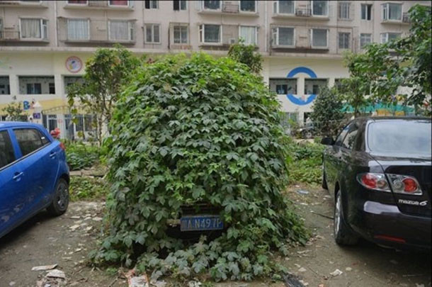 Çalılıkların arasından çıkan şok etti - Resim: 2