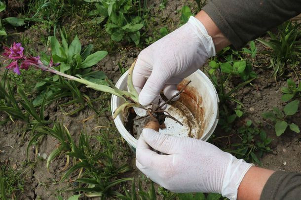 Samsun'da yetiştirilen Salep Orkidesi'nin kilosu dudak uçuklattı! - Resim: 3