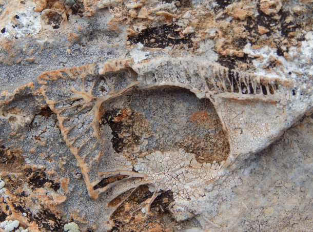 Konya'da bulunanlar tam 98 milyon yıllık çıktı görenler şaşkına döndü - Resim: 4