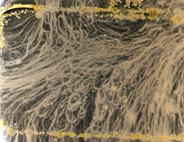 Telefonunuzdaki bu yaratığa dikkat edin! - Resim: 3