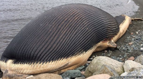 Dev balina her an patlayabilir - Resim: 3