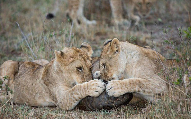 Tek başından hepsinin hakkından geldi! - Resim: 2