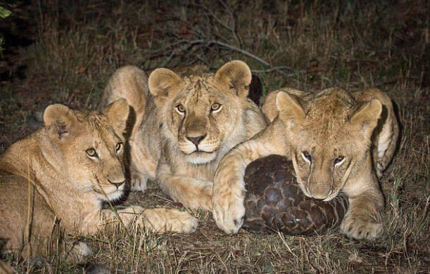Tek başından hepsinin hakkından geldi! - Resim: 3