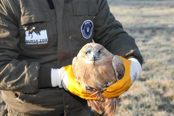 Yaralı şahin özgürlüğüne uçtu - Resim: 1