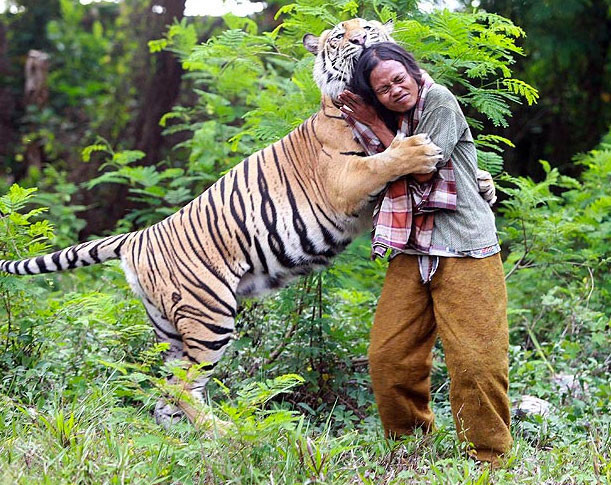 Kaplanın sevgisi böyle olur - Resim: 2