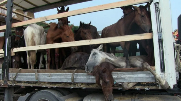 Artvin'de tırın dorsesinde terkedilmiş hasta ve ölü atlar yürekleri sızlattı - Resim: 3
