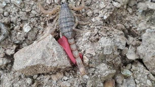 Dünyanın en zehirli akrebine bakın Aydın'da görenler nereye kaçacağını şaşırdı! - Resim: 2