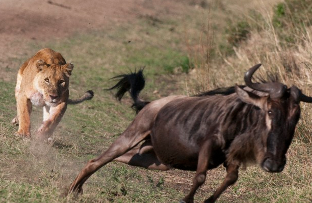 Av ile avcı yer değiştirince... - Resim: 1
