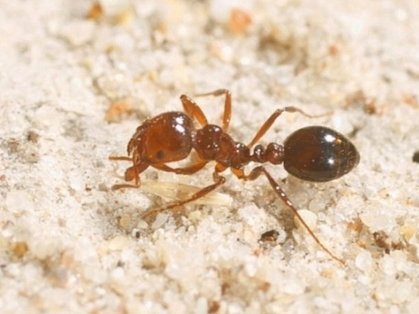 Ülke ekonomisine balta vuruyorlar Avustralya'da ortaya çıktı - Resim: 2