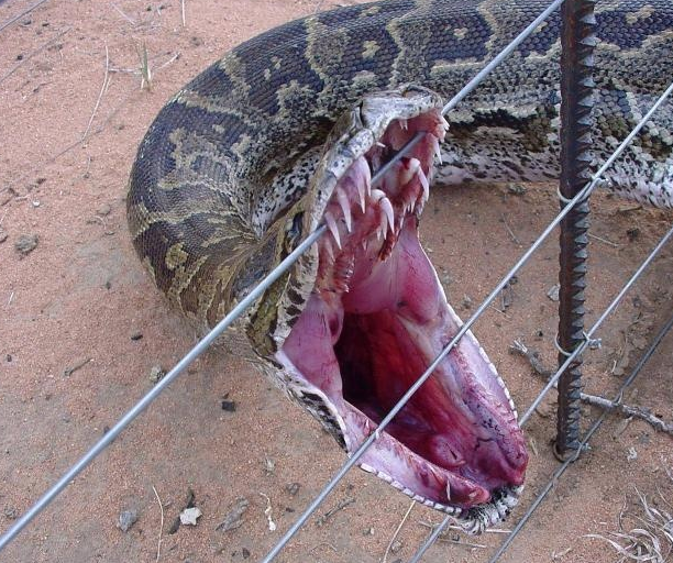 5 metrelik piton 35 kiloluk geyiği yuttu - Resim: 4