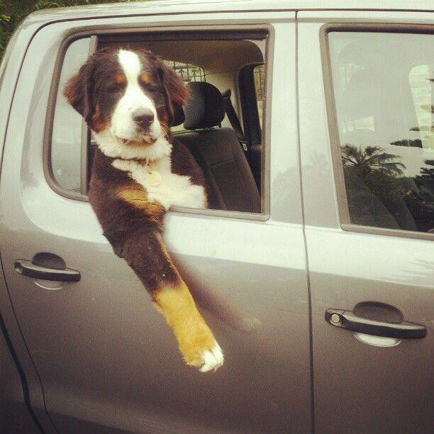 Kartal koyunu kaçırmaya kalkınca - Resim: 2