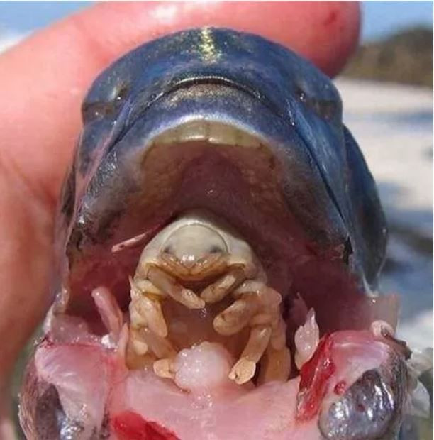 Vahşi doğada görenlerin tüylerini diken diken eden ürperten anlar - Resim: 2