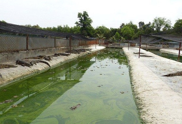 Timsahları canlı canlı katlettiler hem de bakın ne için! - Resim: 4