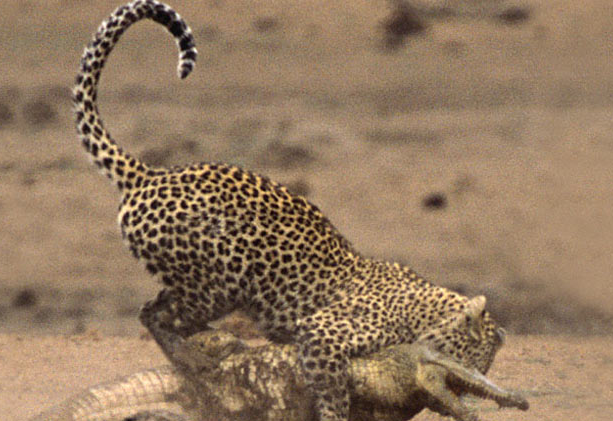 Leoparın timsah avından dehşet kareleri - Resim: 2