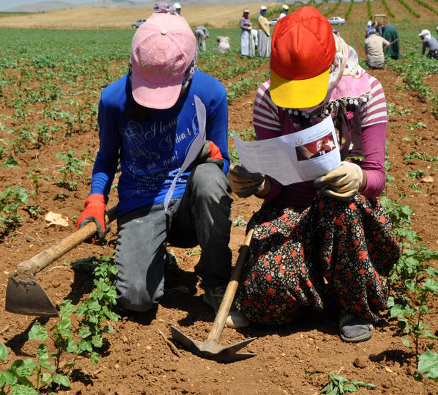 Tarlada karne dağıtıldı - Resim: 4