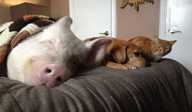 Ünlü şarkıcının tüm dünyaya rezil olduğu an - Resim: 4