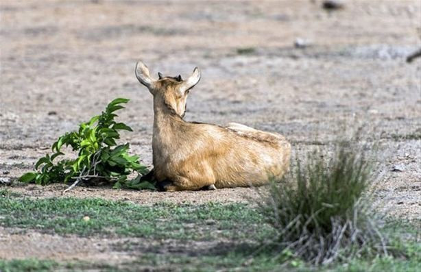 Antilop gergedana kafa tuttu olayın sonu beklenenden çok farklı - Resim: 1