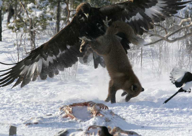 Timsahı gözüne kestirdi ve böyle avladı - Resim: 1