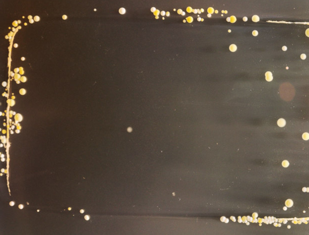 Telefonunuzdaki bu yaratığa dikkat edin! - Resim: 2