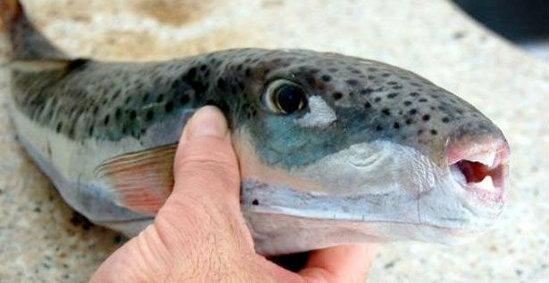 Hint okyanusundan geldiler Ege ve Marmara'da büyük tehlike - Resim: 3