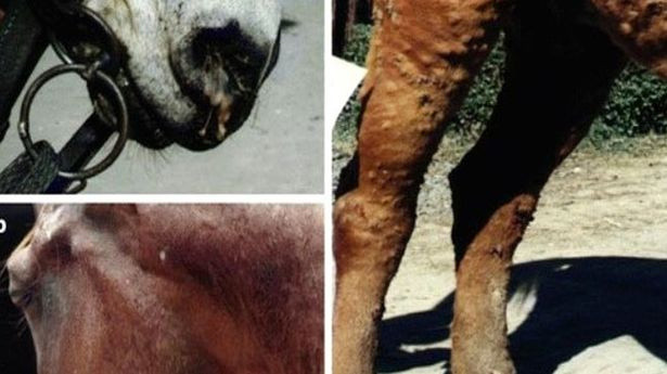 Ruam hastalığı nedir insanlara da geçiyor Vali Ali Yerlikaya'dan açıklama! - Resim: 1