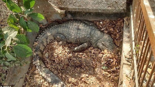 Timsahları canlı canlı katlettiler hem de bakın ne için! - Resim: 2