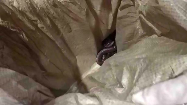 Yılanla tecavüz etti otel odasından cesedi çıktı  - Resim: 2