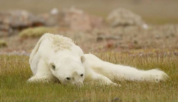 Kutup ayıları açlıktan ölüyor - Resim: 2