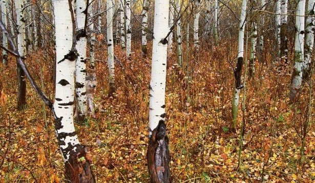 Fotoğraftaki yılanı görebiliyor musunuz? Kimse bulamıyor - Resim: 1