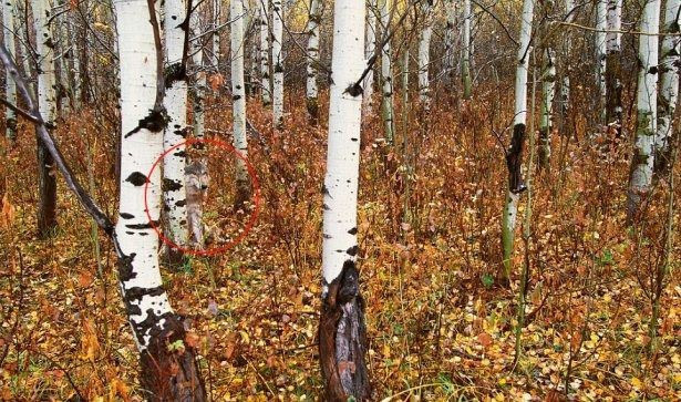 Fotoğraftaki yılanı görebiliyor musunuz? Kimse bulamıyor - Resim: 2