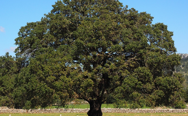 Kafur Ağacı'nın faydalarını duyunca çok şaşıracaksınız! - Resim: 3