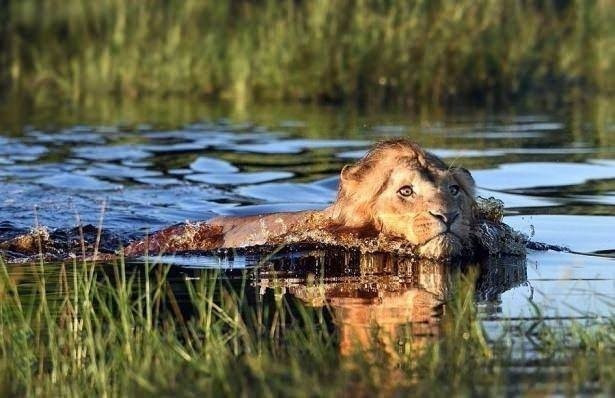 Anne aslandan erkek aslana büyük ders karizma yerle bir - Resim: 2