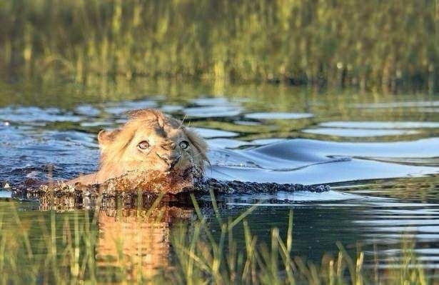 Erkek aslan yavru aslana saldırdı dişilerin gazabına uğradı! - Resim: 1