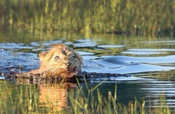 Anne aslandan erkek aslana büyük ders karizma yerle bir - Resim: 1