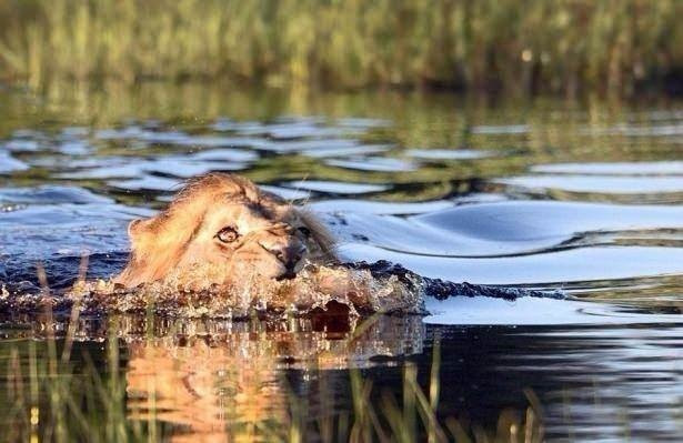 Anne aslandan erkek aslana büyük ders karizma yerle bir - Resim: 3