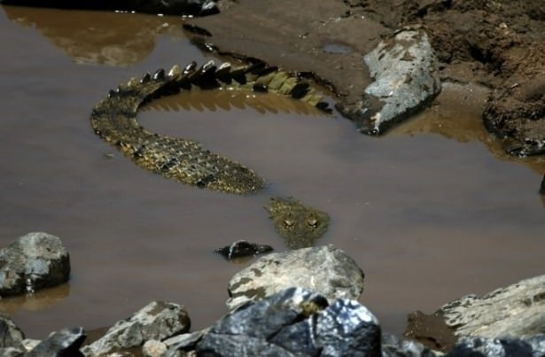 Böyle ölüm görülmedi dev timsah hamile kadını yedi! - Resim: 1