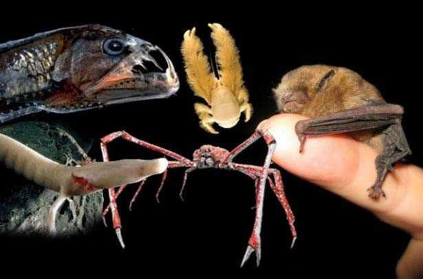 Kabuslara girecek masalsı gerçek yaratıklar - Resim: 1