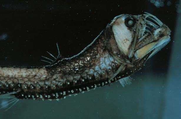 Kabuslara girecek masalsı gerçek yaratıklar - Resim: 2